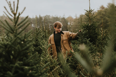 Weihnachtsbaum kaufen: Worauf achten für den perfekten Tannenbaum?