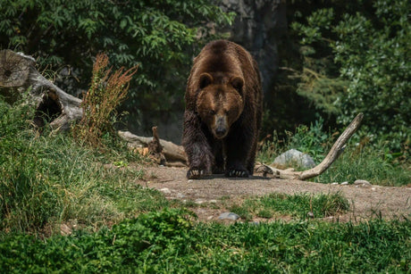 Begegnung mit einem Bären: Praxistipps für richtiges Verhalten in der Wildnis
