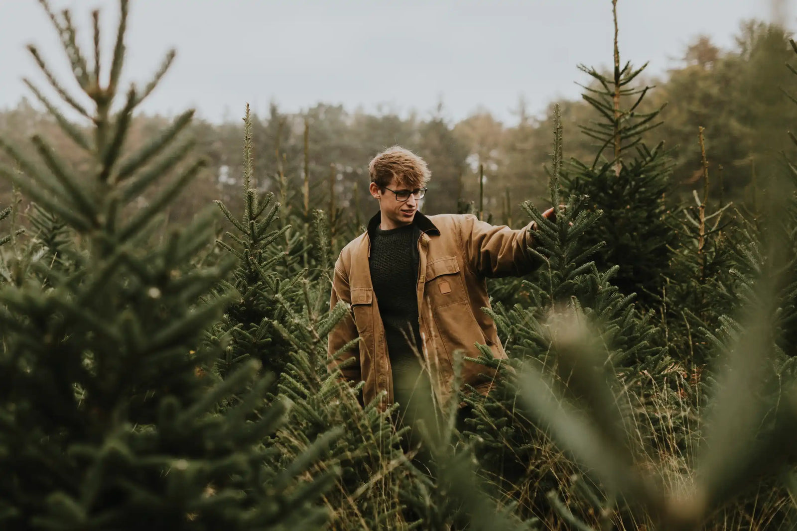 Weihnachtsbaum kaufen: Worauf achten für den perfekten Tannenbaum?