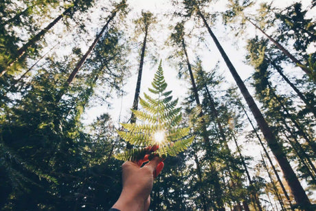 Umweltfreundlich campen: So gelingt nachhaltiges Camping