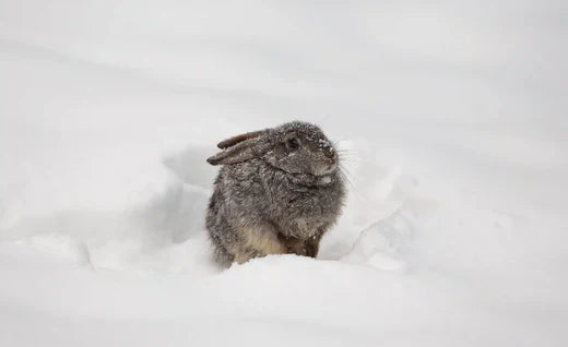 Tieren im Winter helfen: So geht's!